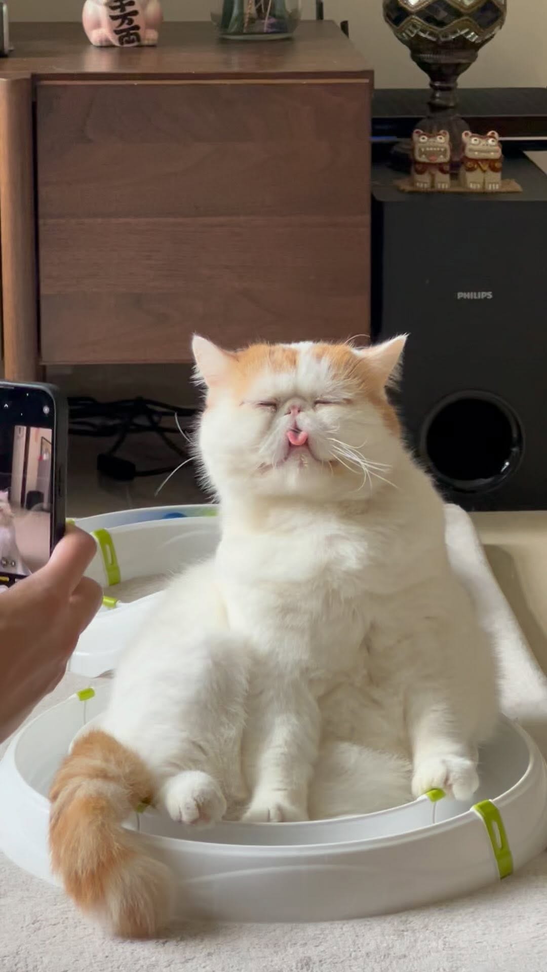 Post 9 by Romeo 大面仔 & Juliet 豆豆 on Instagram (video)