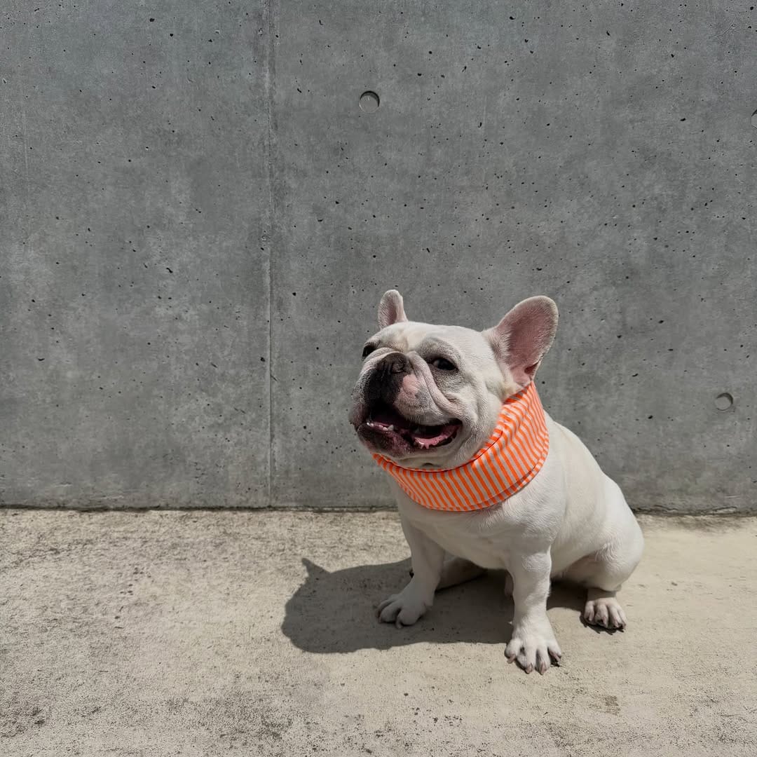 Post 1 by bull.tokyo on Instagram (image)