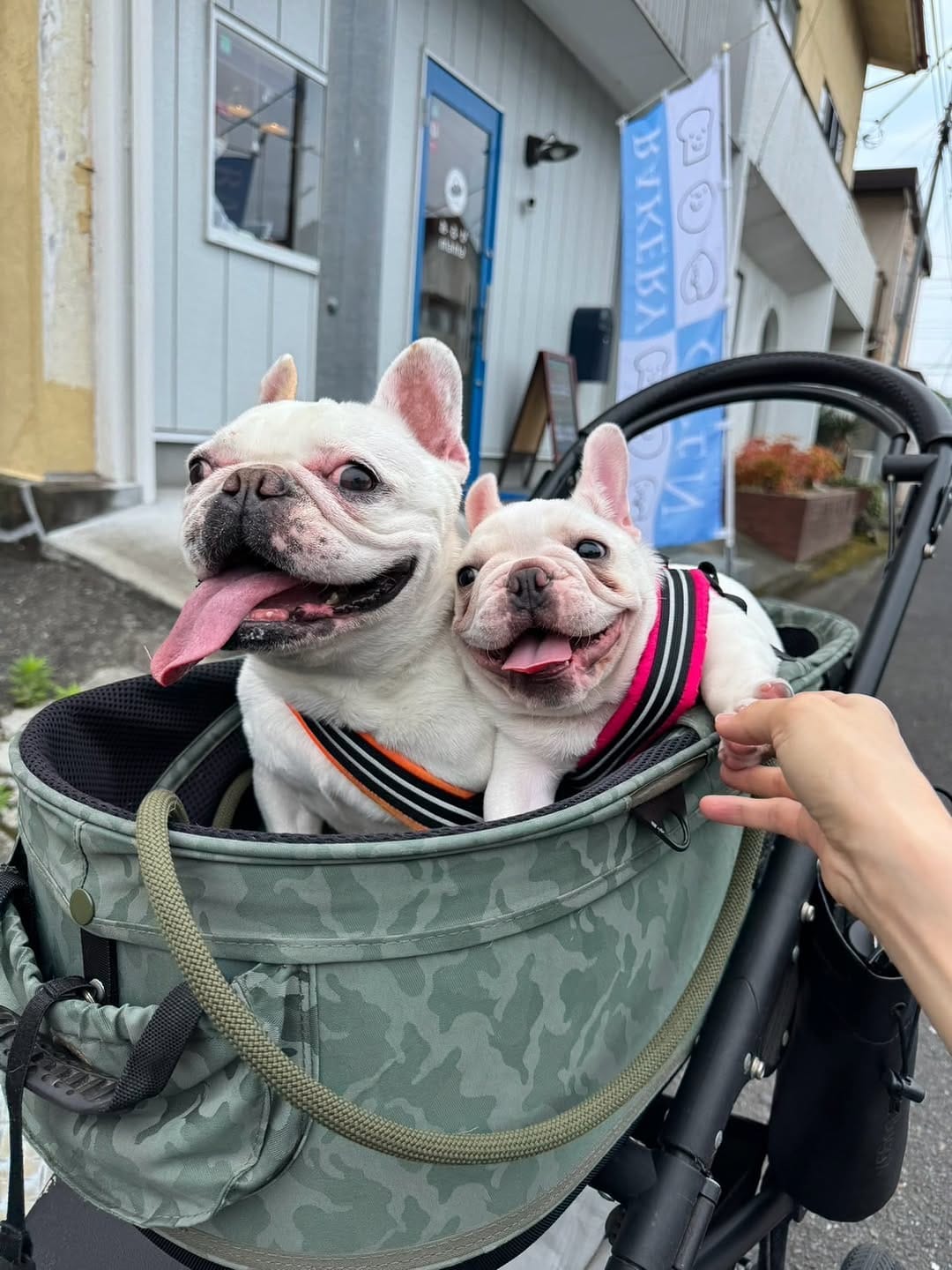 Post 8 by bull.tokyo on Instagram (image)
