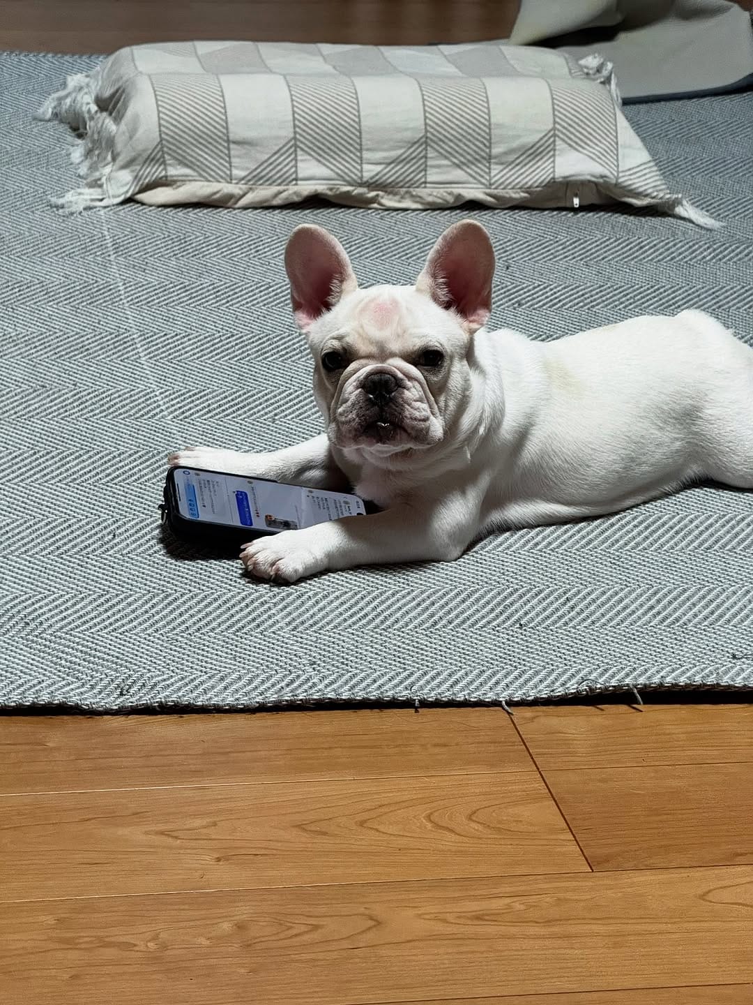 Post 5 by bull.tokyo on Instagram (image)