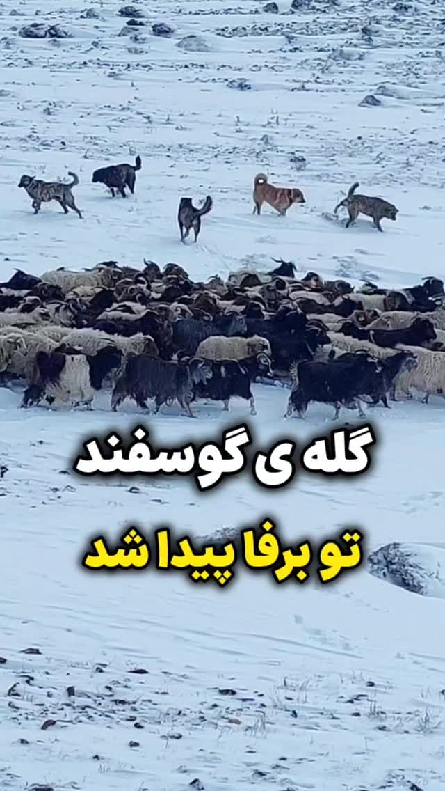 Post 10 by گیلان مستند | روستایی | شمال | گردشگری on Instagram (video)