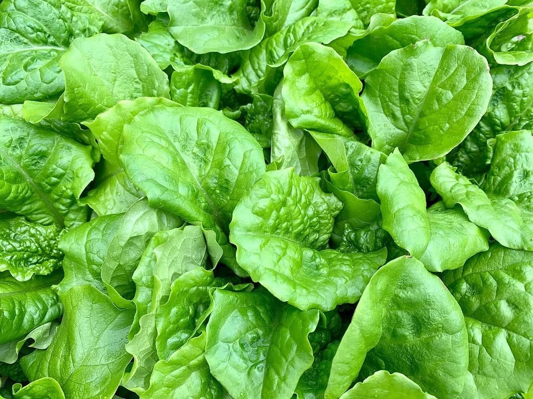 Post 1 by Flower Village-farm- on Instagram (carousel)
