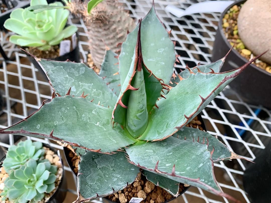 Post 5 by Flower Village-farm- on Instagram (image)
