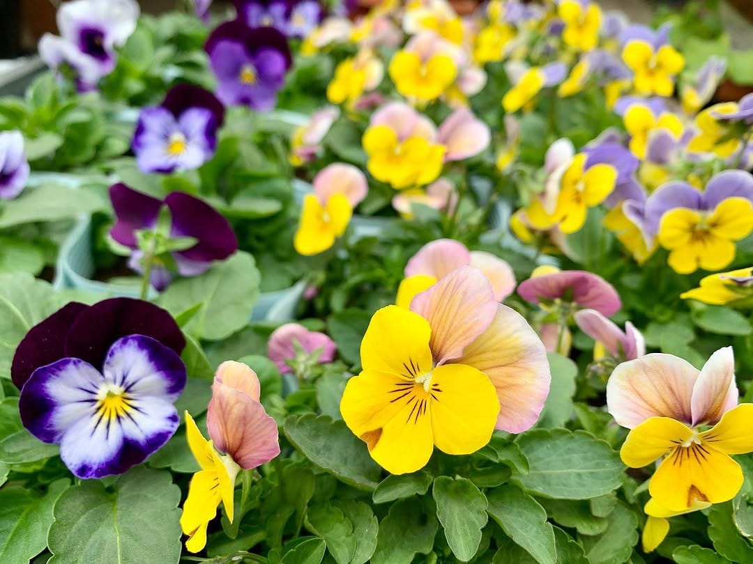 Post 2 by Flower Village-farm- on Instagram (carousel)