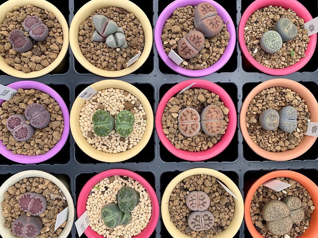 Post 3 by Flower Village-farm- on Instagram (carousel)