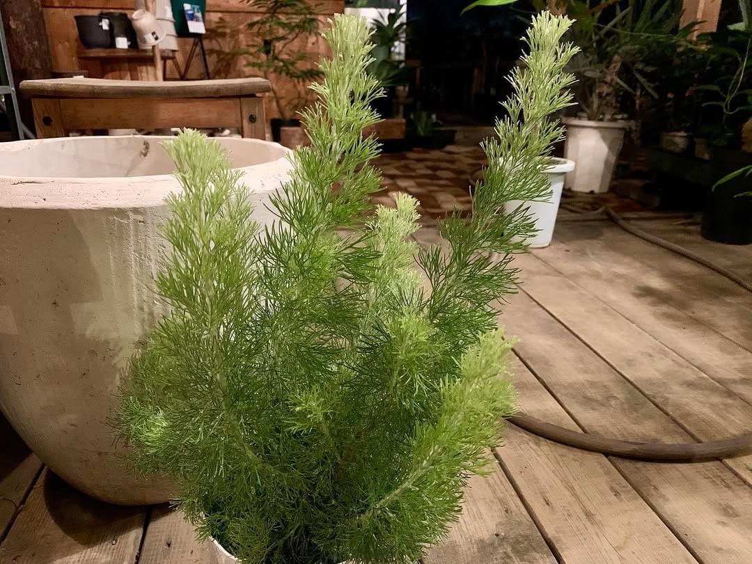 Post 4 by Flower Village-farm- on Instagram (carousel)