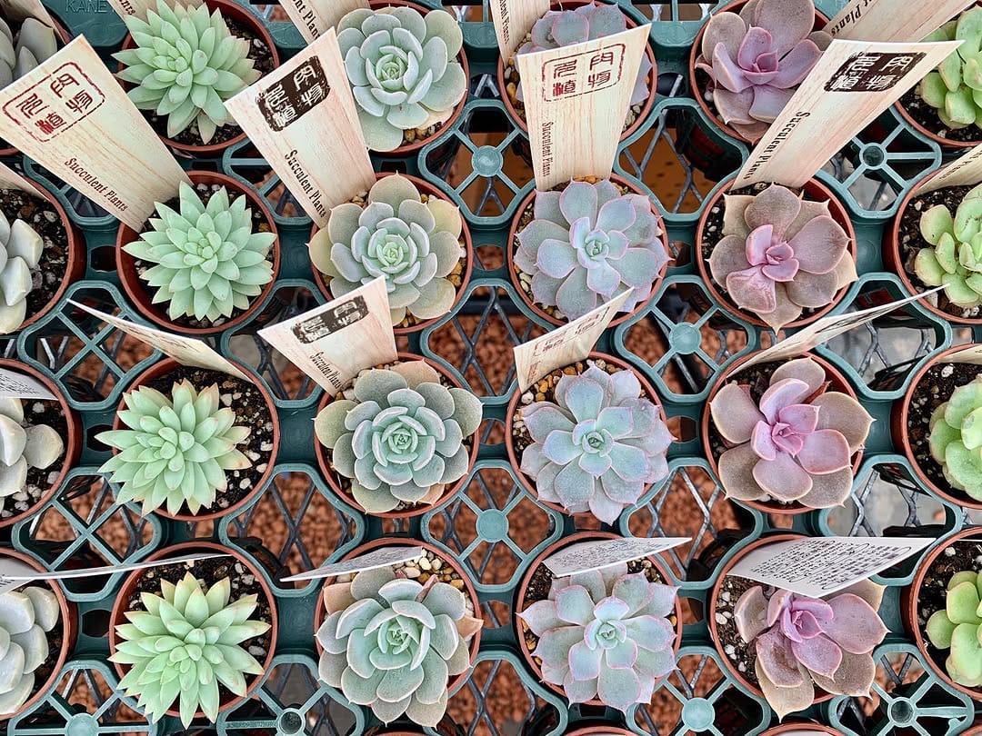 Post 6 by Flower Village-farm- on Instagram (image)