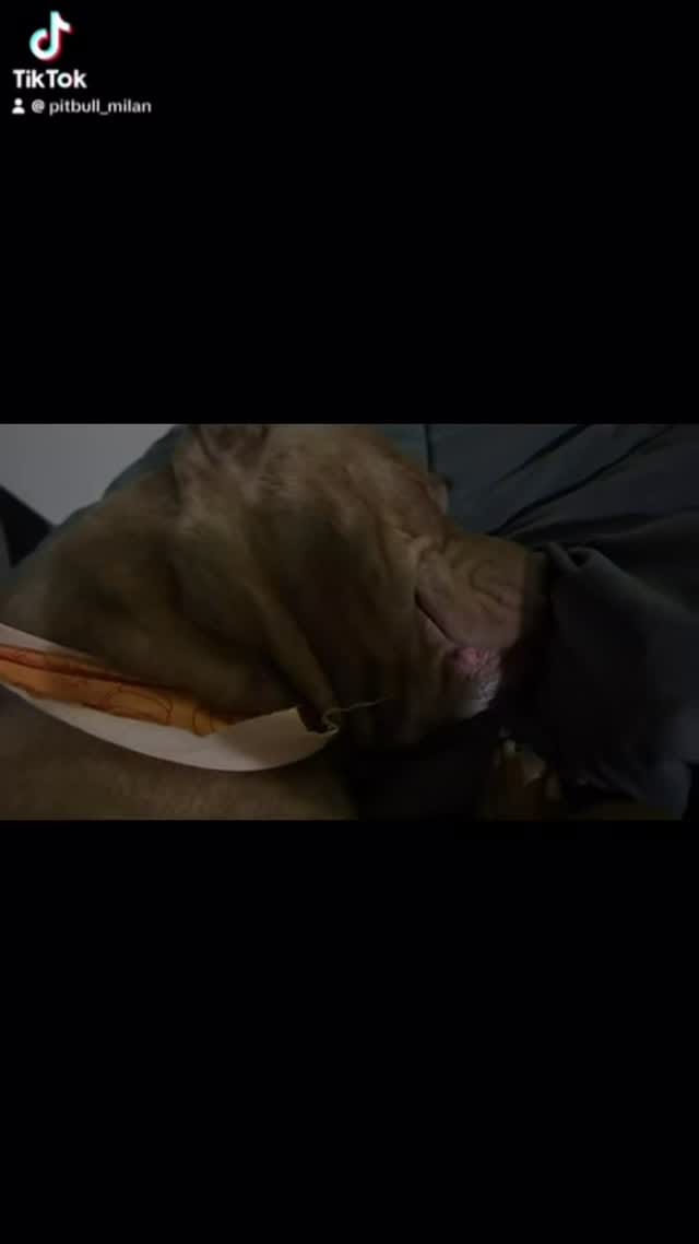 Post 1 by Milan 🐾 on Instagram (video)
