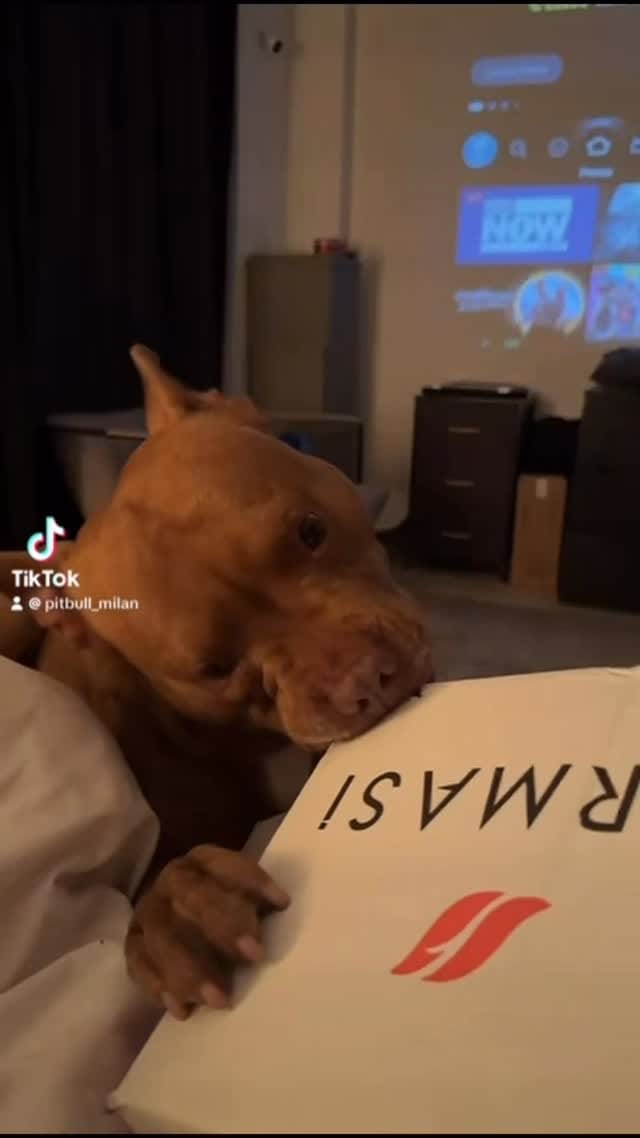 Post 7 by Milan 🐾 on Instagram (video)