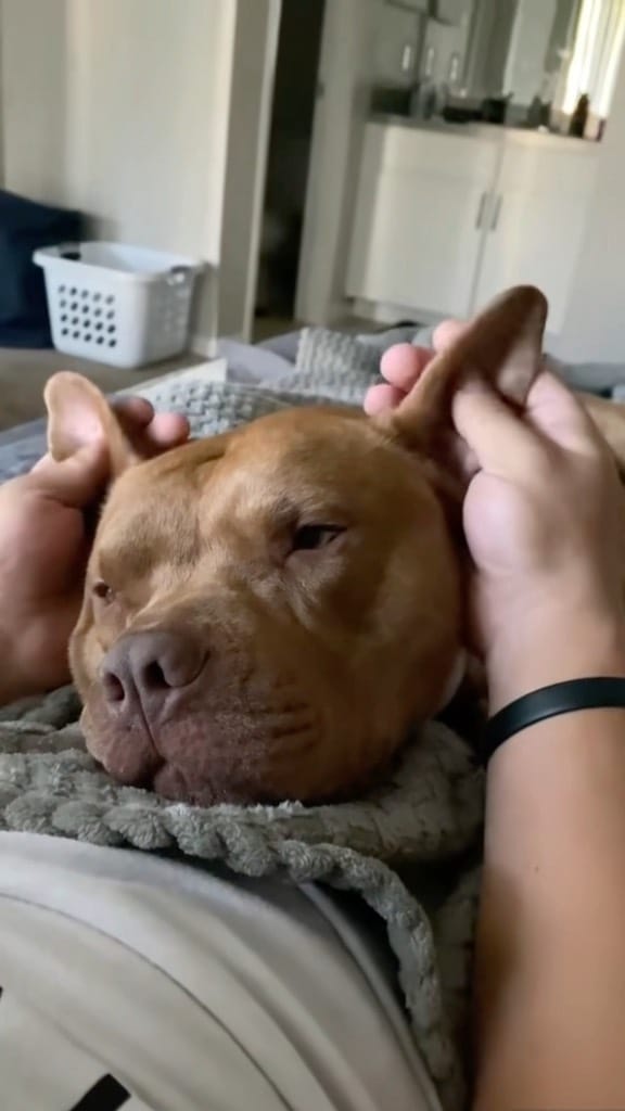 Post 9 by Milan 🐾 on Instagram (video)
