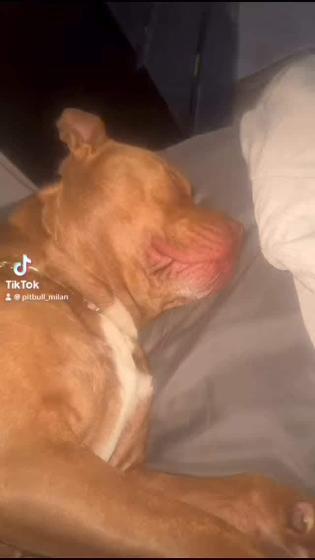 Post 4 by Milan 🐾 on Instagram (video)