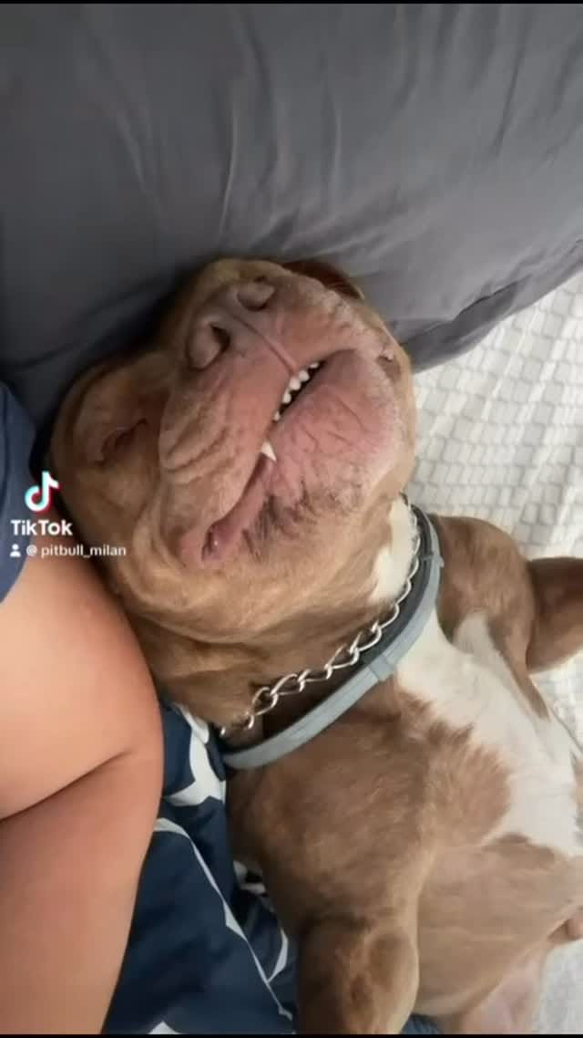 Post 6 by Milan 🐾 on Instagram (video)