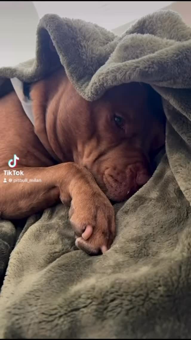 Post 3 by Milan 🐾 on Instagram (video)