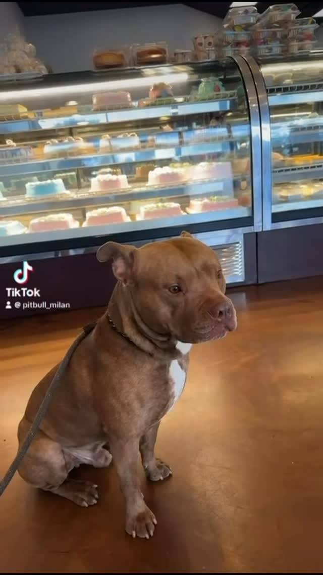 Post 2 by Milan 🐾 on Instagram (video)