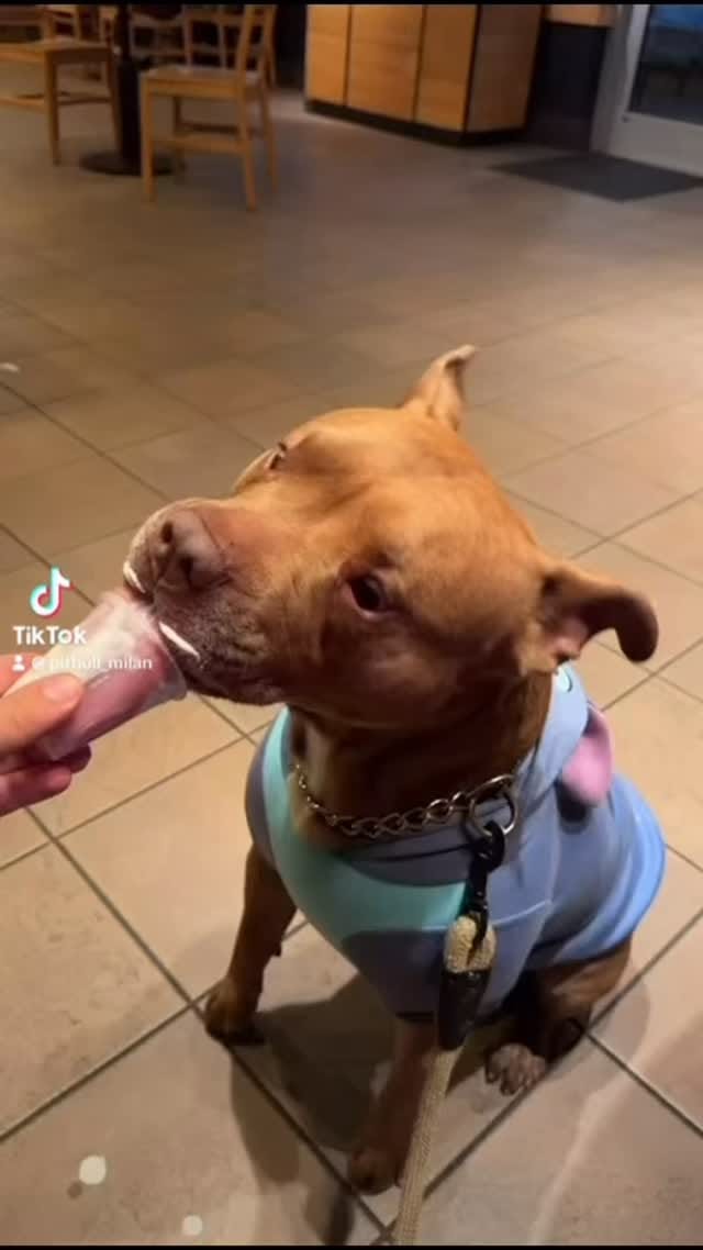 Post 5 by Milan 🐾 on Instagram (video)