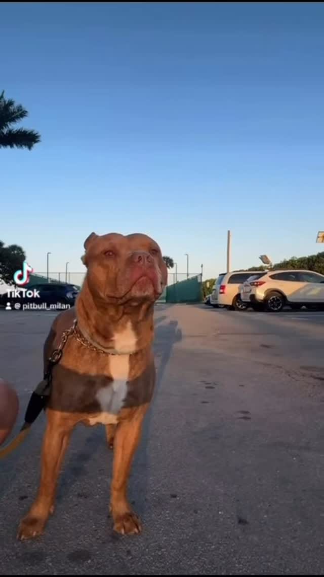 Post 8 by Milan 🐾 on Instagram (video)