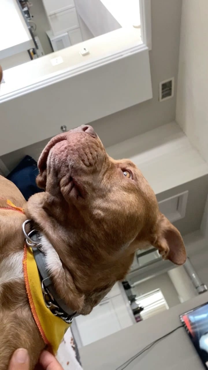 Post 10 by Milan 🐾 on Instagram (video)