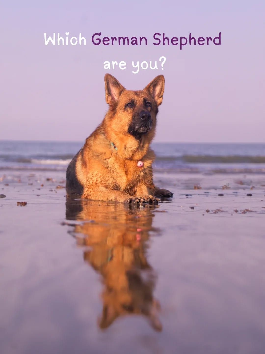 Post 6 by Sniff Stories |Pet Photography & Videography on Instagram (carousel)