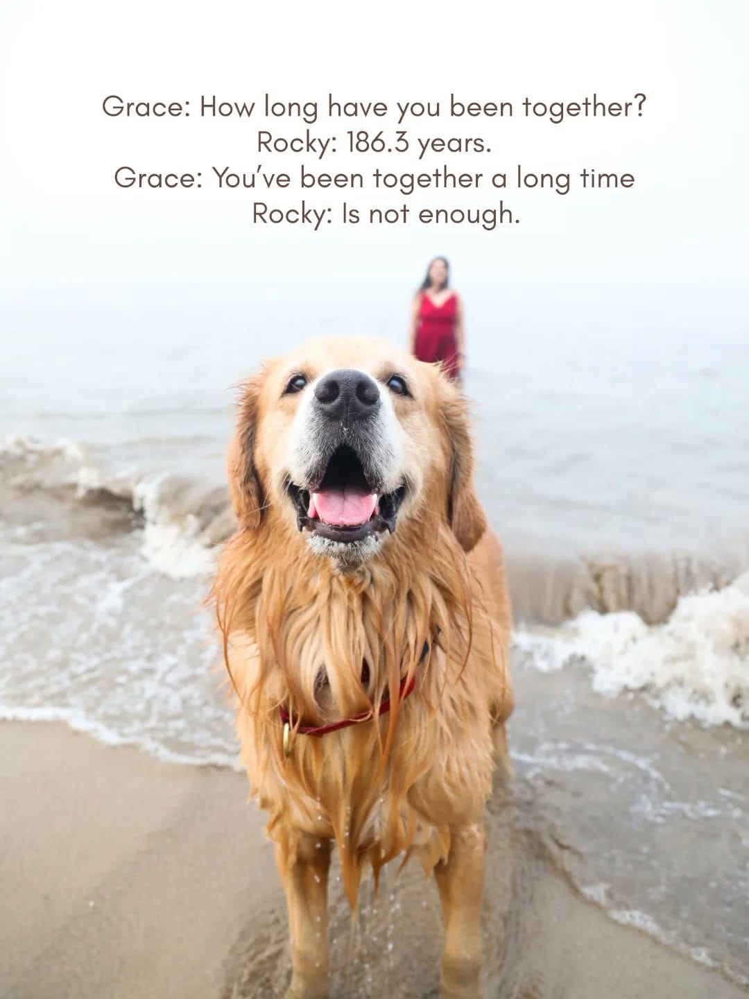 Post 7 by Sniff Stories |Pet Photography & Videography on Instagram (carousel)