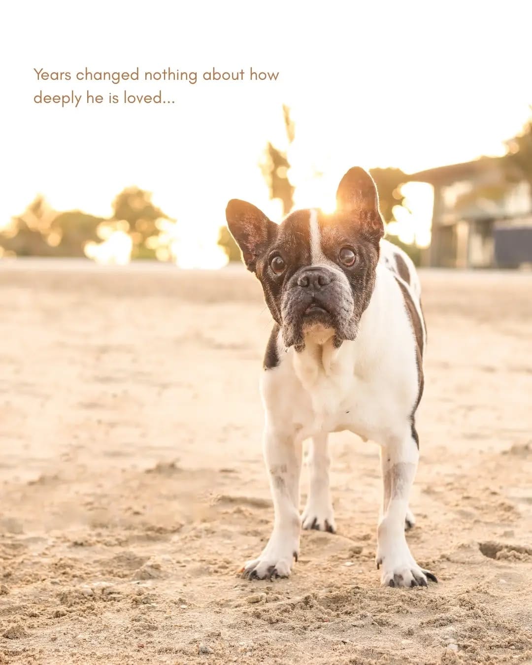 Post 2 by Sniff Stories |Pet Photography & Videography on Instagram (carousel)