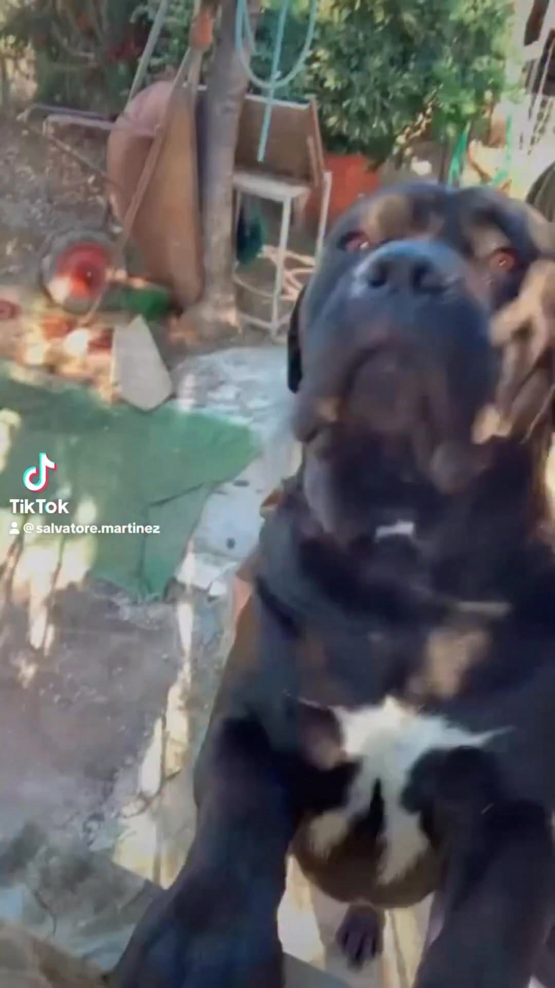 Post 6 by Salvatore Martinez on Instagram (video)