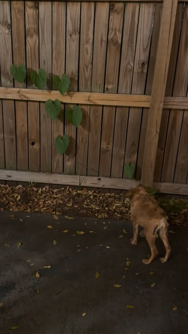 Post 4 by Tilly Bean🐾 on Instagram (video)
