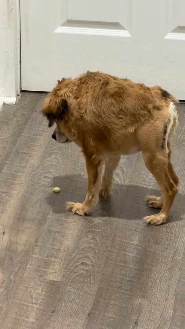 Post 2 by Tilly Bean🐾 on Instagram (video)