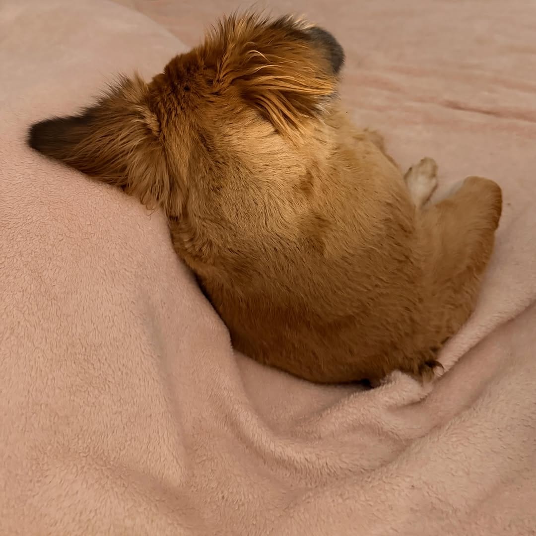 Post 8 by Tilly Bean🐾 on Instagram (image)