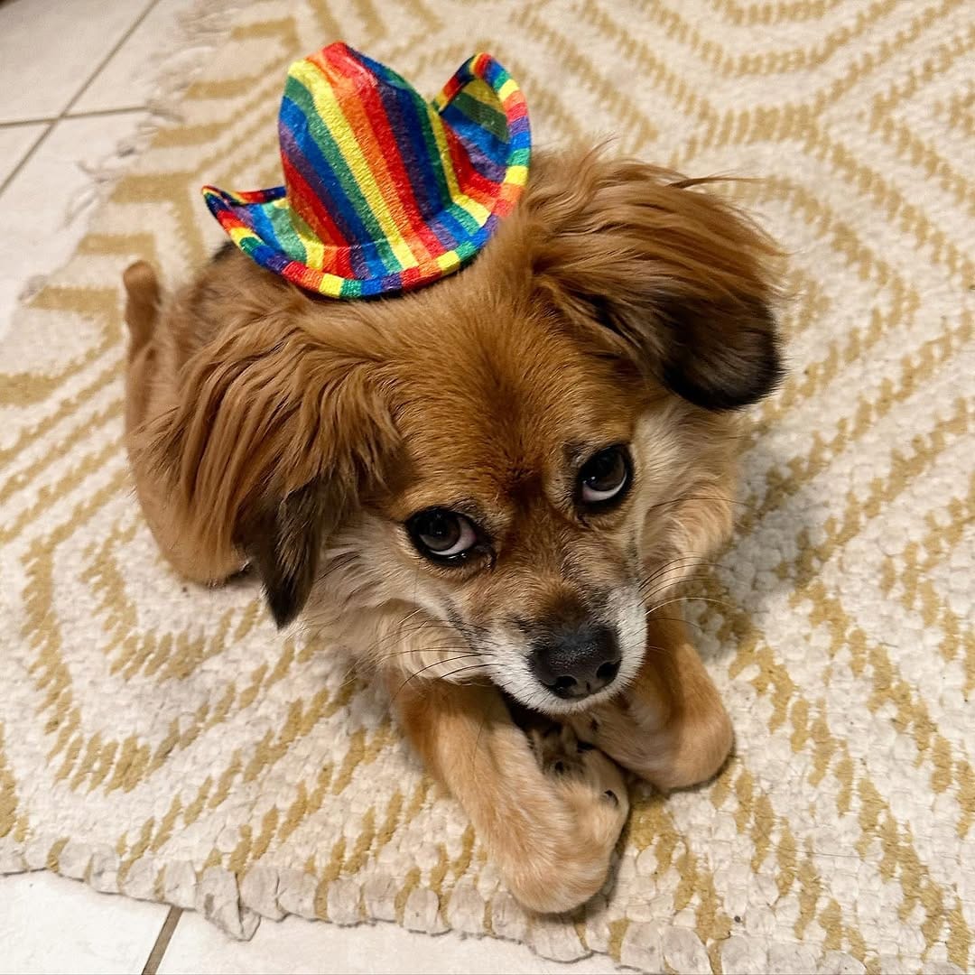 Post 9 by Tilly Bean🐾 on Instagram (image)