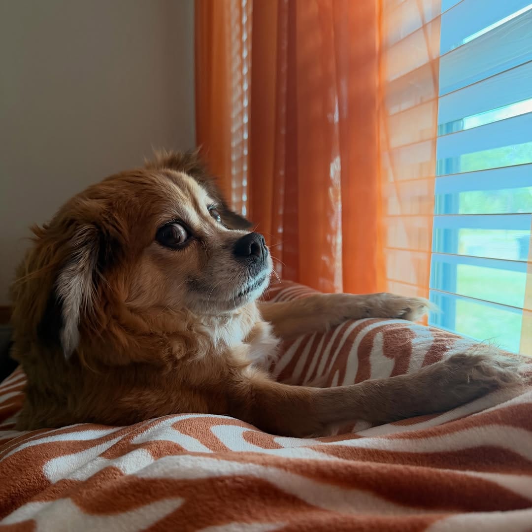 Post 1 by Tilly Bean🐾 on Instagram (carousel)