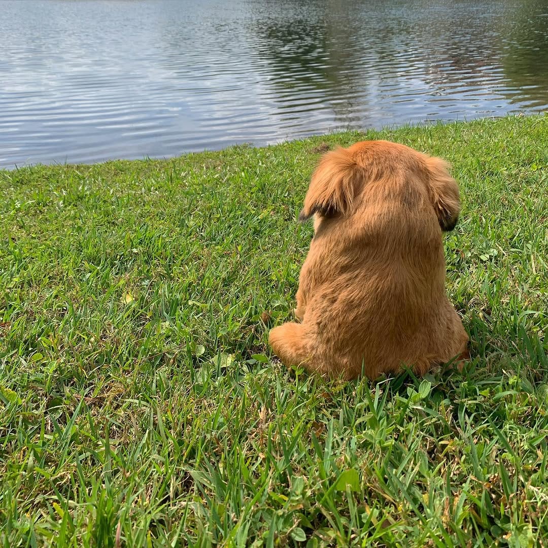 Post 10 by Tilly Bean🐾 on Instagram (image)