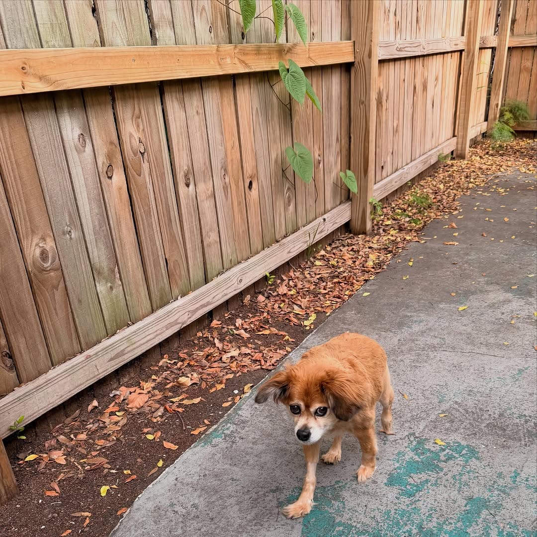 Post 5 by Tilly Bean🐾 on Instagram (image)