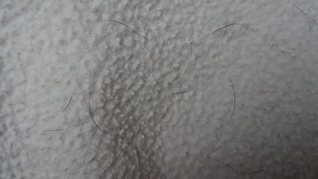 Post 9 by Billy - Chihuahua x Minpin on Instagram (video)