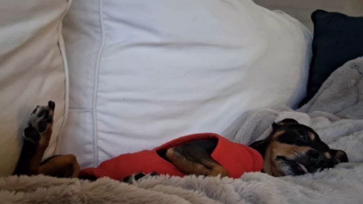 Post 4 by Billy - Chihuahua x Minpin on Instagram (carousel)