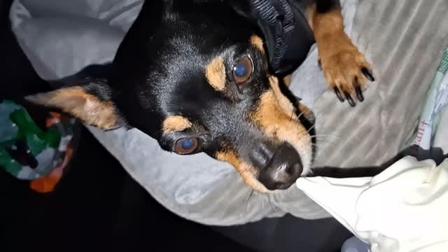 Post 10 by Billy - Chihuahua x Minpin on Instagram (video)