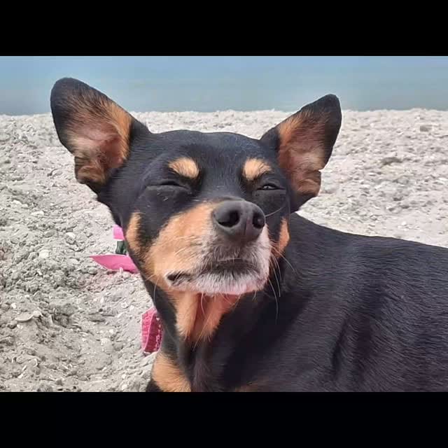 Post 2 by Billy - Chihuahua x Minpin on Instagram (video)