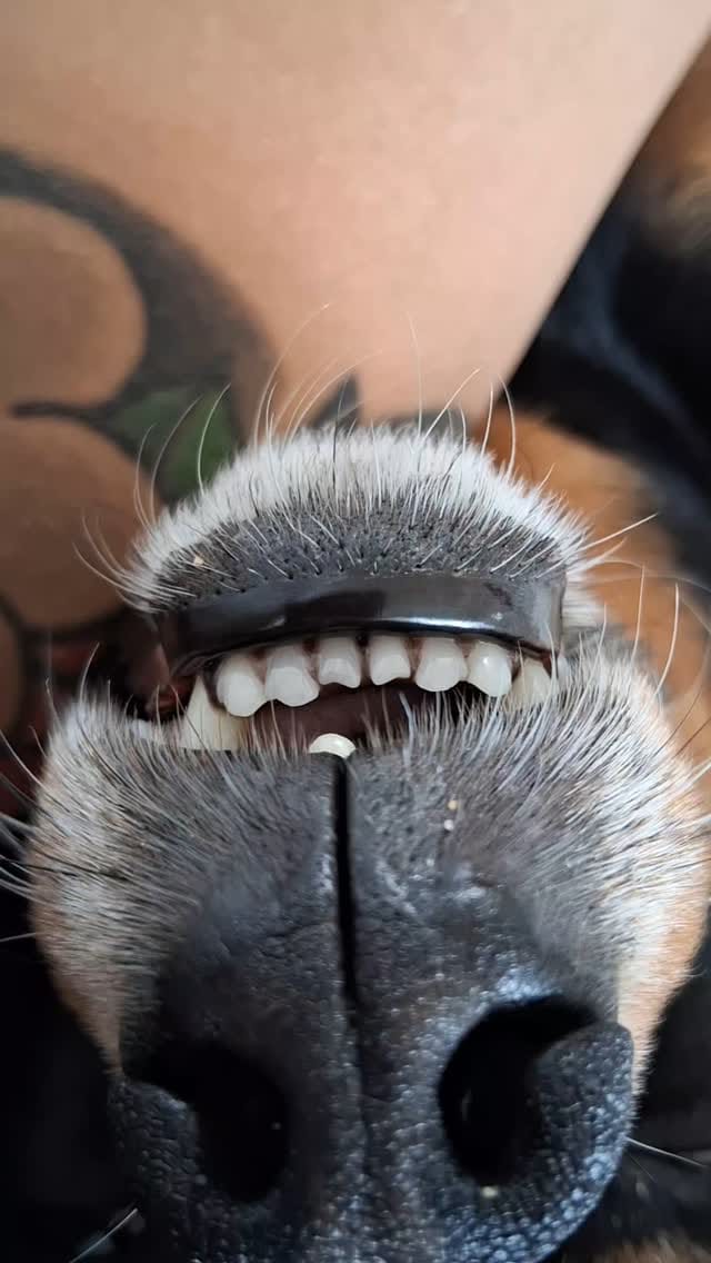 Post 7 by Billy - Chihuahua x Minpin on Instagram (video)