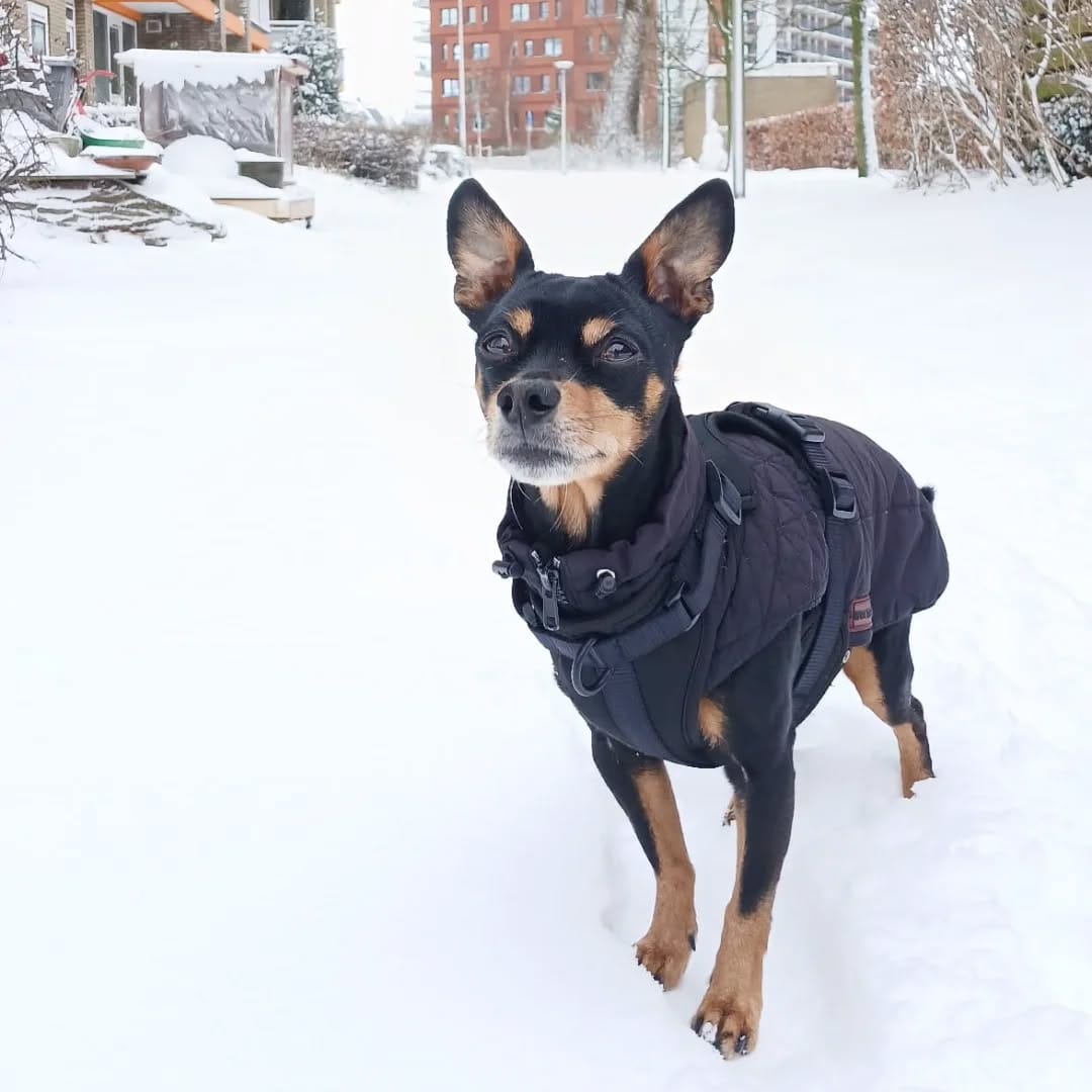 Post 3 by Billy - Chihuahua x Minpin on Instagram (image)