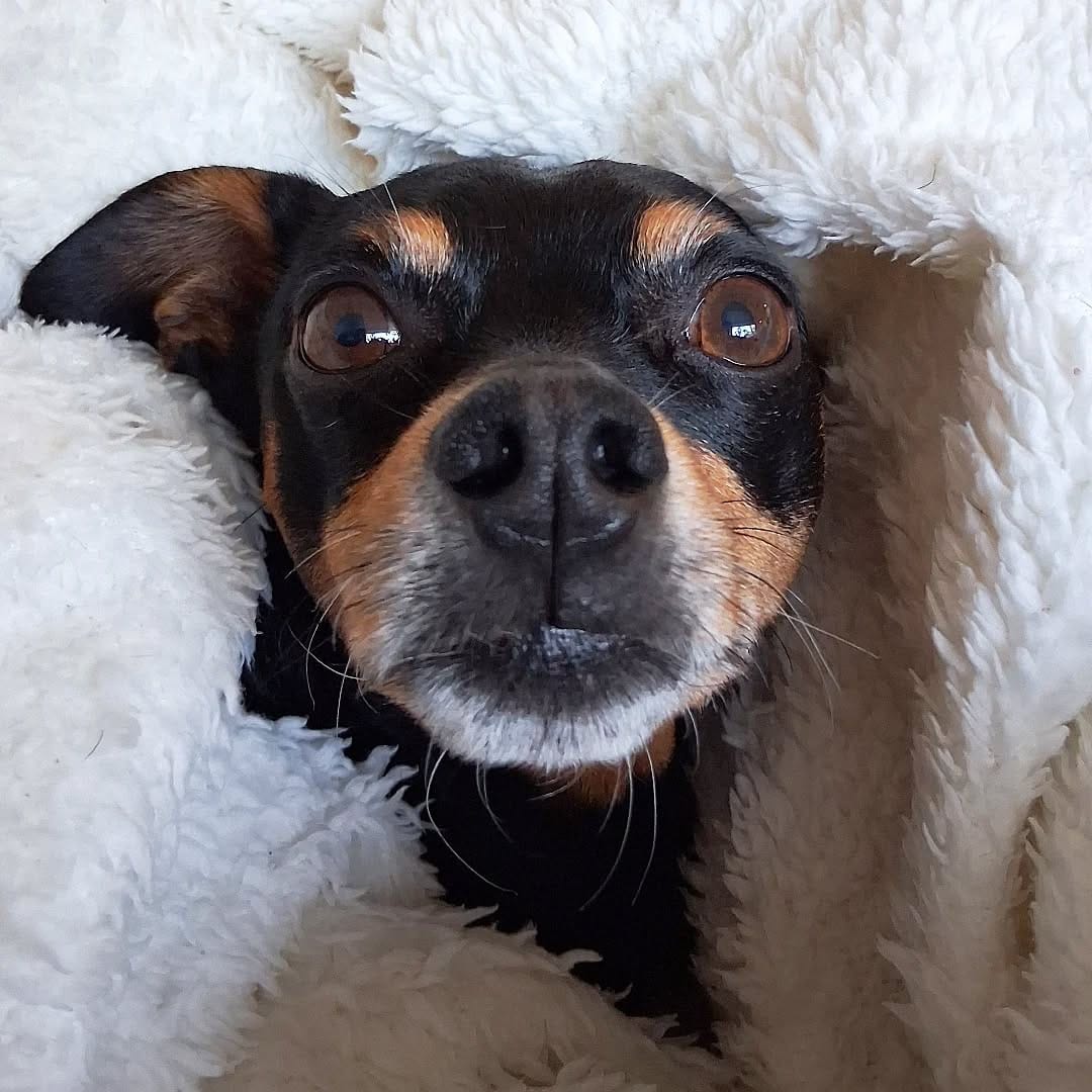 Post 5 by Billy - Chihuahua x Minpin on Instagram (image)