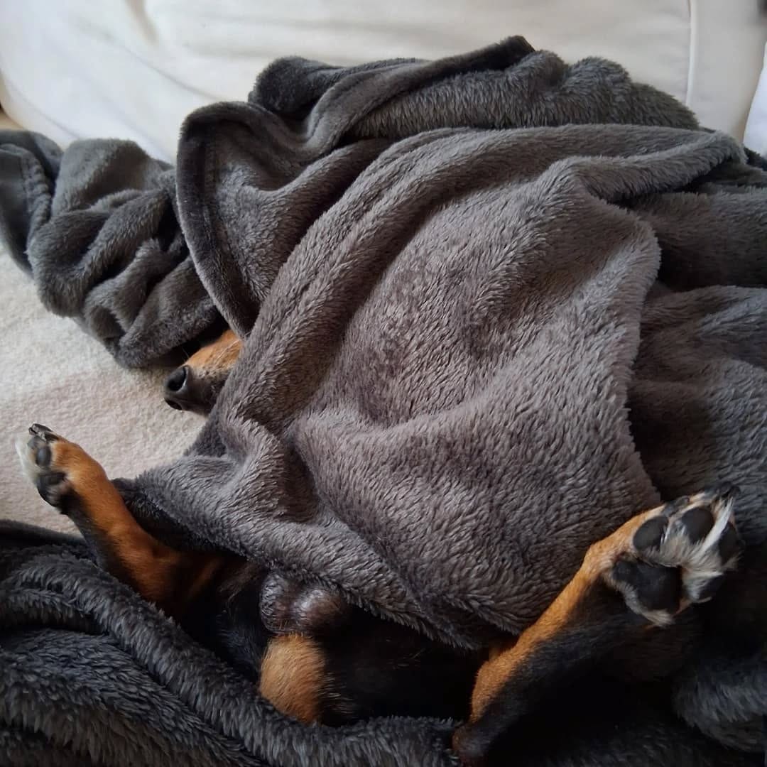 Post 6 by Billy - Chihuahua x Minpin on Instagram (carousel)