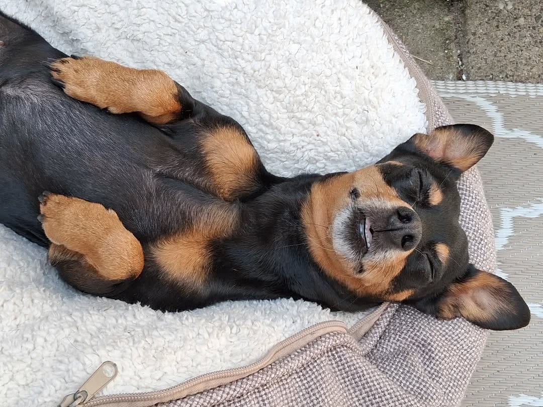 Post 8 by Billy - Chihuahua x Minpin on Instagram (image)
