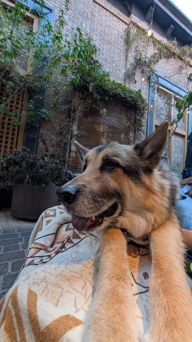 Post 5 by 🎶🎷🐕‍🦺Shohei Urata sax GSD🇯🇵🇺🇲 on Instagram (video)
