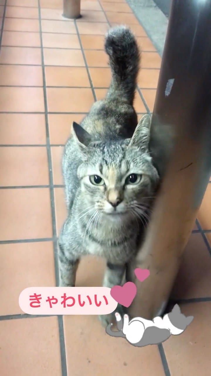 Post 8 by ピーナッツラブ🥜 on Instagram (video)