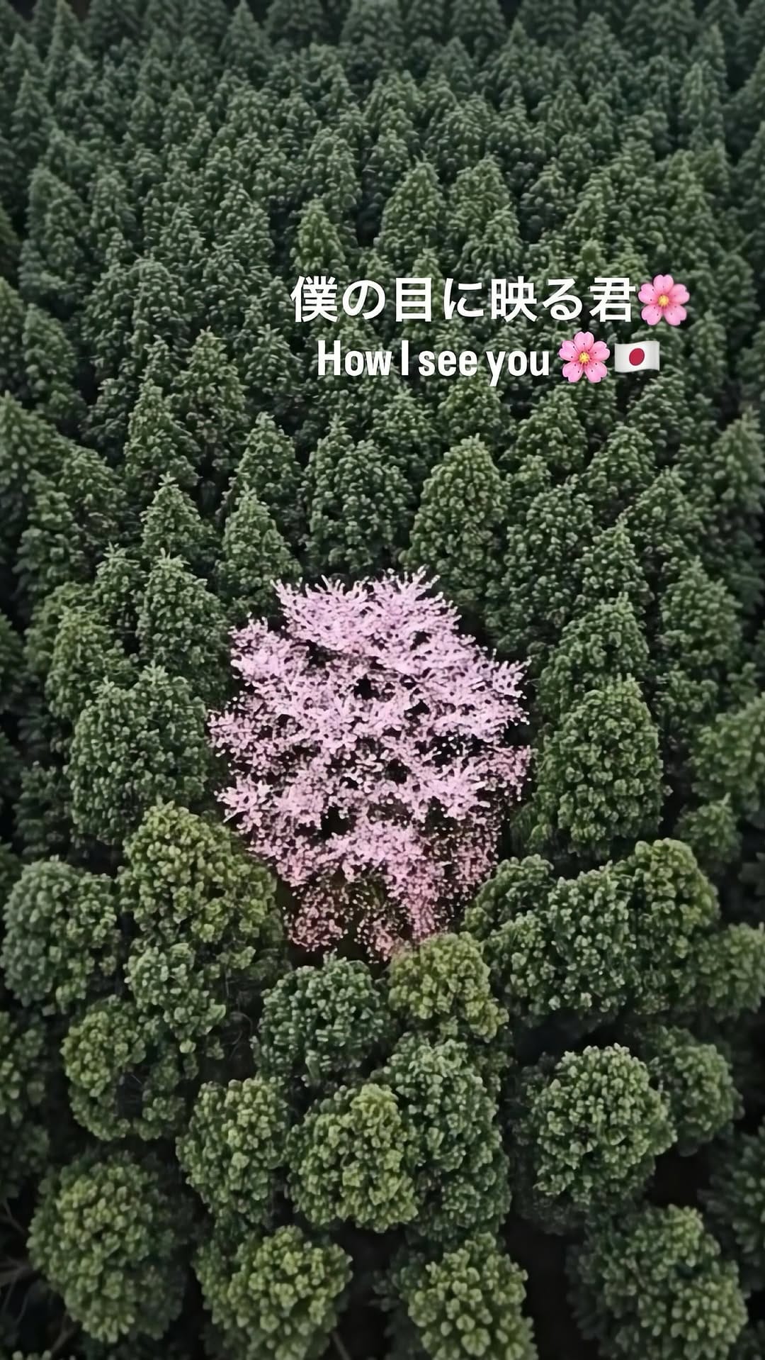 Post 9 by 當間ローズ　touma rose on Instagram (video)