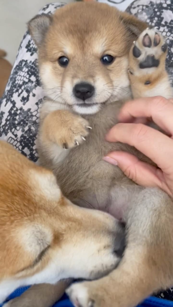 Post 1 by 🌸🦊Millie & Phoebe🦊🌸 on Instagram (video)