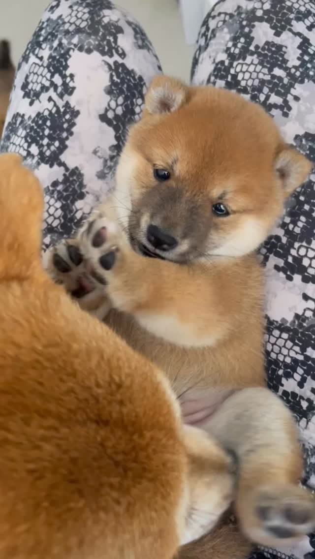 Post 2 by 🌸🦊Millie & Phoebe🦊🌸 on Instagram (video)