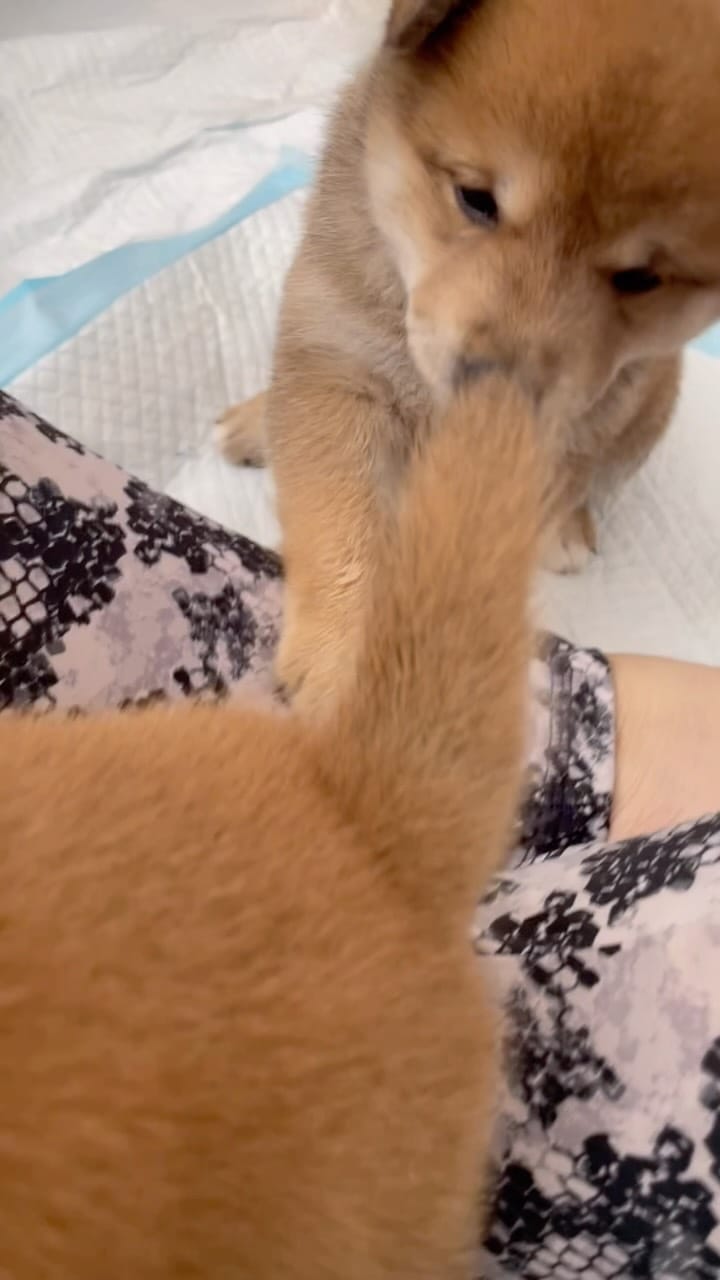 Post 6 by 🌸🦊Millie & Phoebe🦊🌸 on Instagram (video)