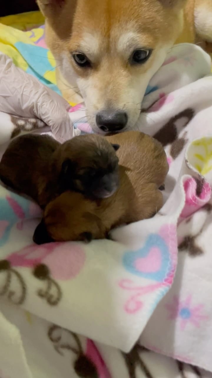 Post 7 by 🌸🦊Millie & Phoebe🦊🌸 on Instagram (video)