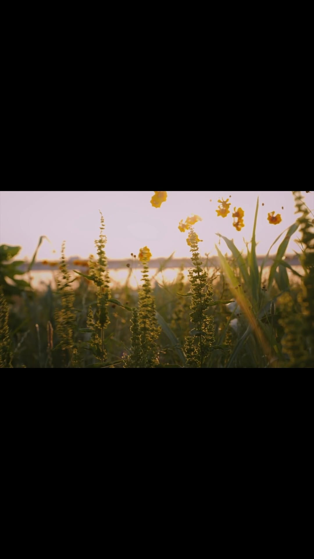 Post 9 by Koshun Nakao / 中尾功俊 on Instagram (video)
