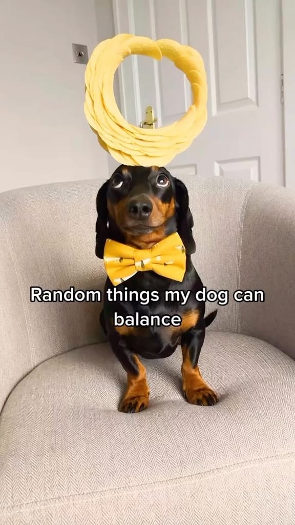 Post 9 by Harlso the Balancing Hound on Instagram (video)